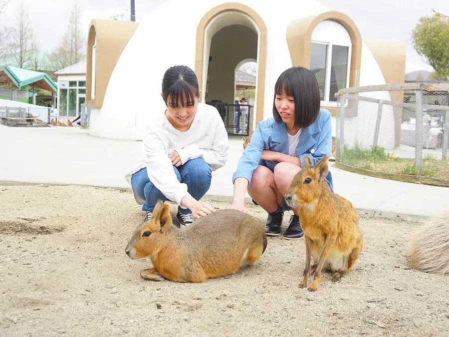 🎢 아소 건강의 숲/아소 팜 랜드 (아소 겐키노모리/아소 파무란도) 이미지 3